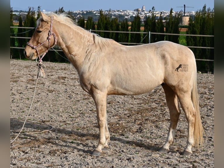 American Quarter Horse Gelding 5 years 15,1 hh Palomino in Mallorca