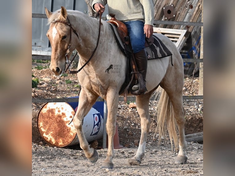 American Quarter Horse Gelding 5 years 15,1 hh Palomino in Mallorca