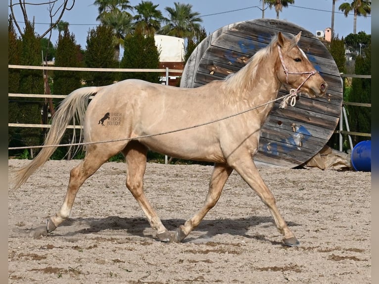 American Quarter Horse Gelding 5 years 15,1 hh Palomino in Mallorca