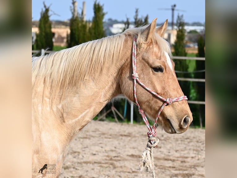 American Quarter Horse Gelding 5 years 15,1 hh Palomino in Mallorca