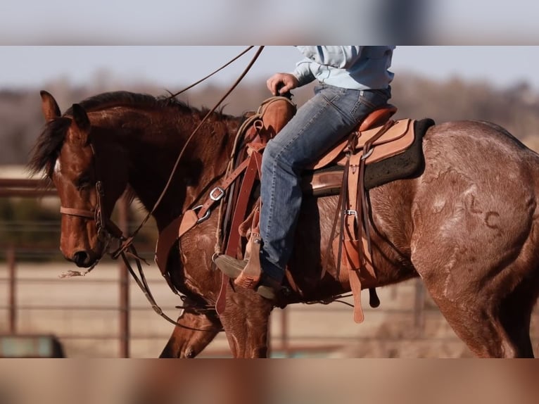 American Quarter Horse Gelding 5 years 15.1 hh Roan-Bay in Edmond