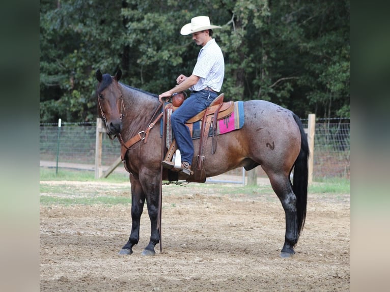 American Quarter Horse Gelding 5 years 15,1 hh Roan-Bay in Purvis, MS