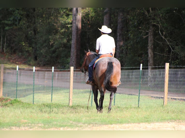 American Quarter Horse Gelding 5 years 15,1 hh Roan-Bay in Purvis, MS