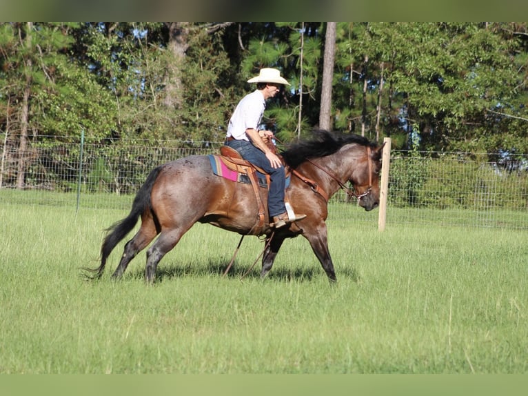 American Quarter Horse Gelding 5 years 15,1 hh Roan-Bay in Purvis, MS