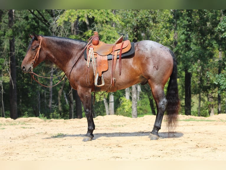 American Quarter Horse Gelding 5 years 15,1 hh Roan-Bay in Purvis, MS