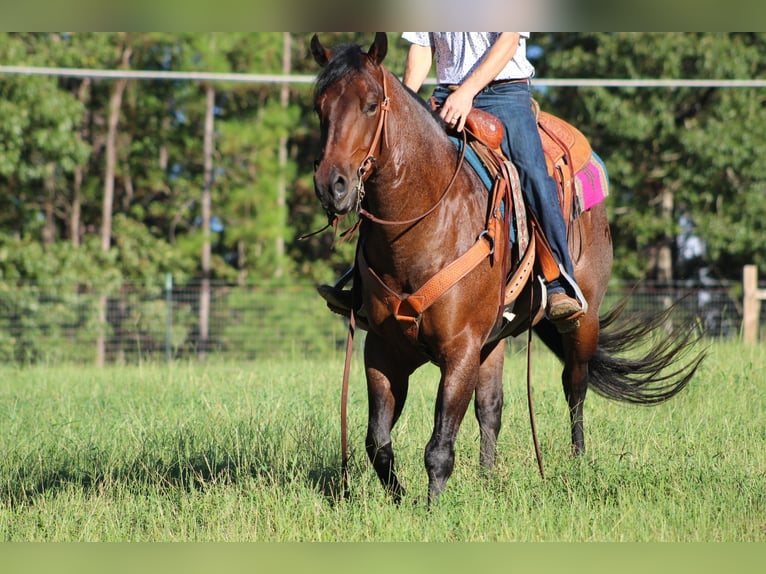 American Quarter Horse Gelding 5 years 15,1 hh Roan-Bay in Purvis, MS