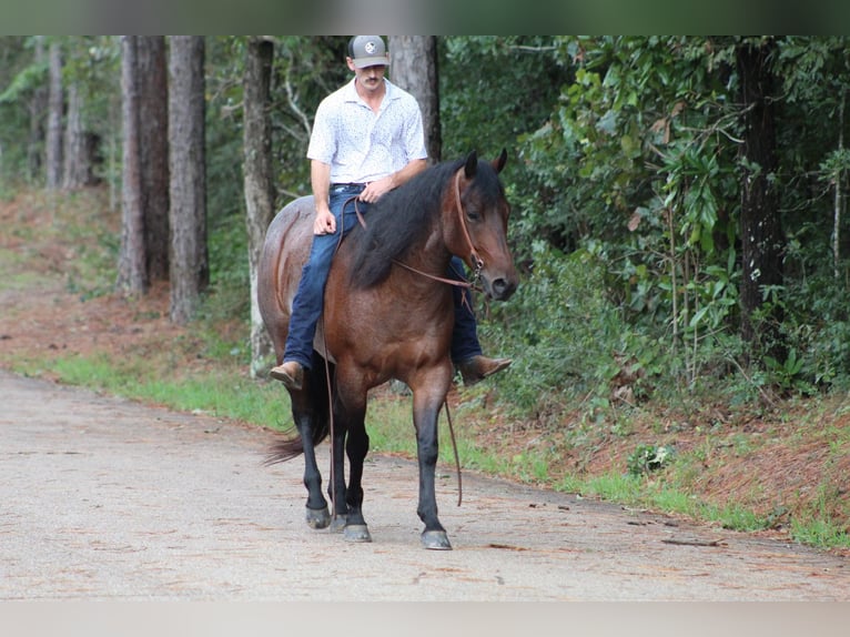 American Quarter Horse Gelding 5 years 15,1 hh Roan-Bay in Purvis, MS