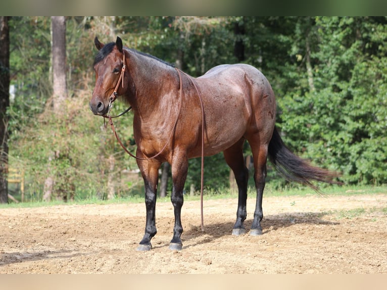 American Quarter Horse Gelding 5 years 15,1 hh Roan-Bay in Purvis, MS