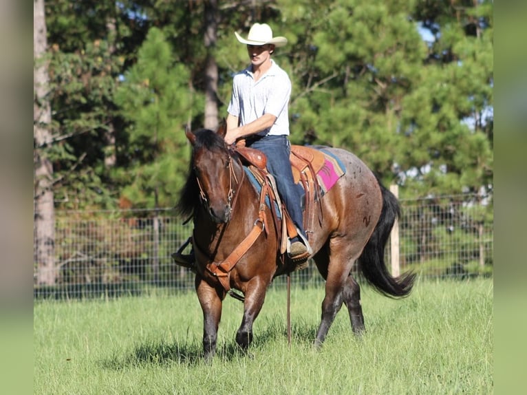 American Quarter Horse Gelding 5 years 15,1 hh Roan-Bay in Purvis, MS