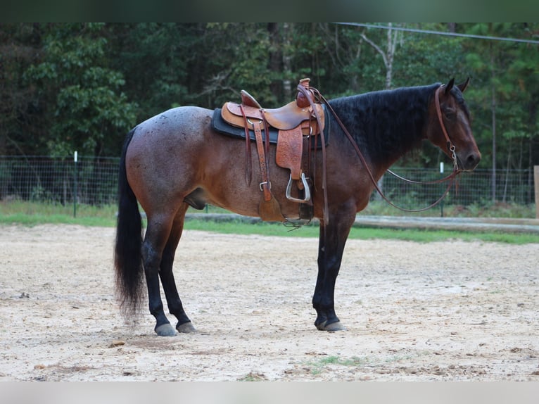 American Quarter Horse Gelding 5 years 15,1 hh Roan-Bay in Purvis, MS