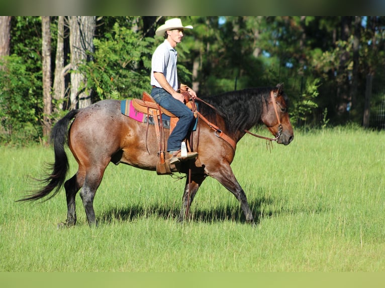 American Quarter Horse Gelding 5 years 15,1 hh Roan-Bay in Purvis, MS