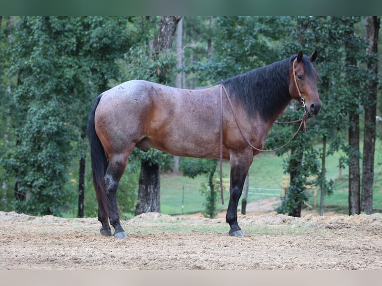 American Quarter Horse Gelding 5 years 15,1 hh Roan-Bay in Purvis, MS