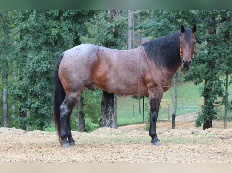 American Quarter Horse Gelding 5 years 15,1 hh Roan-Bay in Purvis, MS