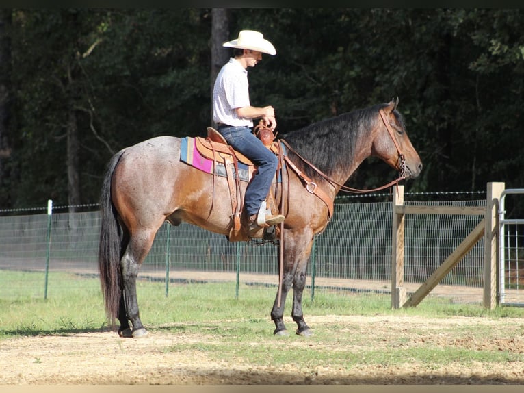 American Quarter Horse Gelding 5 years 15,1 hh Roan-Bay in Purvis, MS