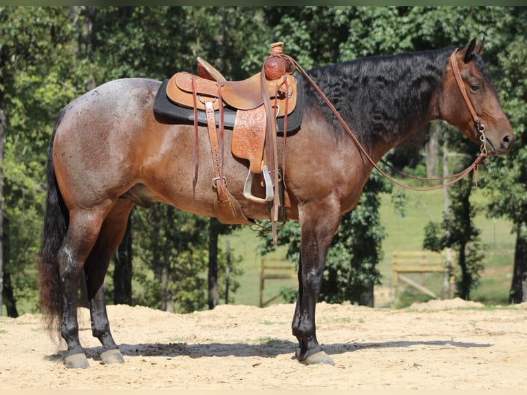 American Quarter Horse Gelding 5 years 15,1 hh Roan-Bay in Purvis, MS