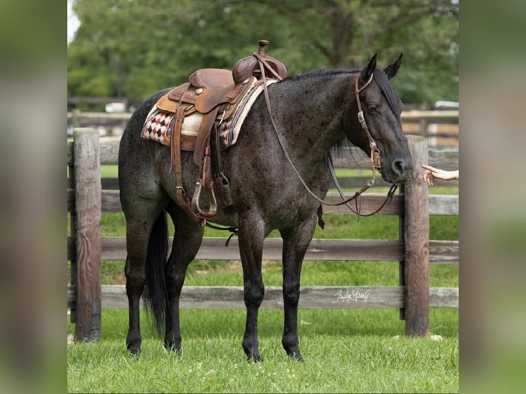 American Quarter Horse Gelding 5 years 15,1 hh Roan-Blue in Madisonville, KY