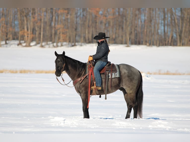 American Quarter Horse Gelding 5 years 15.1 hh Roan-Blue in Clarion