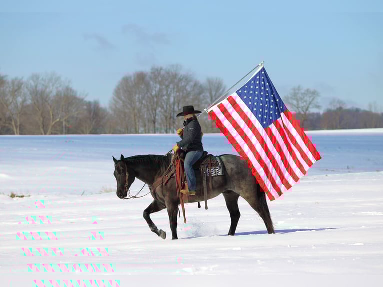 American Quarter Horse Gelding 5 years 15.1 hh Roan-Blue in Clarion