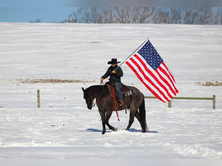 American Quarter Horse Gelding 5 years 15.1 hh Roan-Blue in Clarion