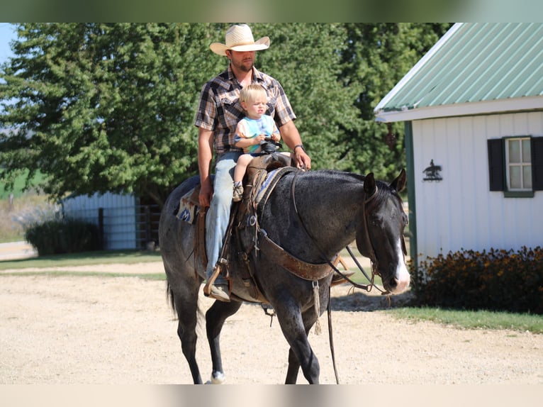 American Quarter Horse Gelding 5 years 15,1 hh Roan-Blue in La Motte, IA