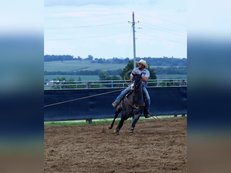 American Quarter Horse Gelding 5 years 15,1 hh Roan-Blue in La Motte, IA