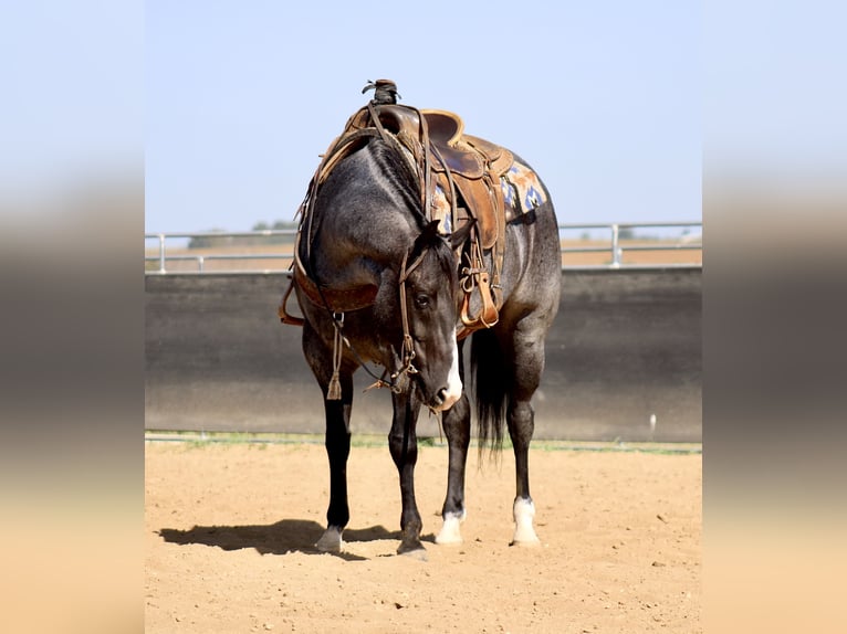 American Quarter Horse Gelding 5 years 15,1 hh Roan-Blue in La Motte, IA