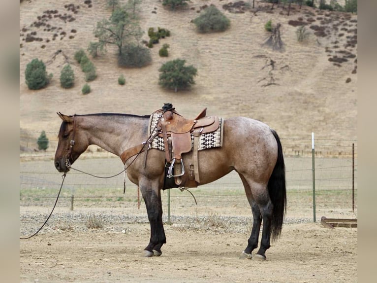 American Quarter Horse Gelding 5 years 15.1 hh Roan-Blue in Paicines, CA