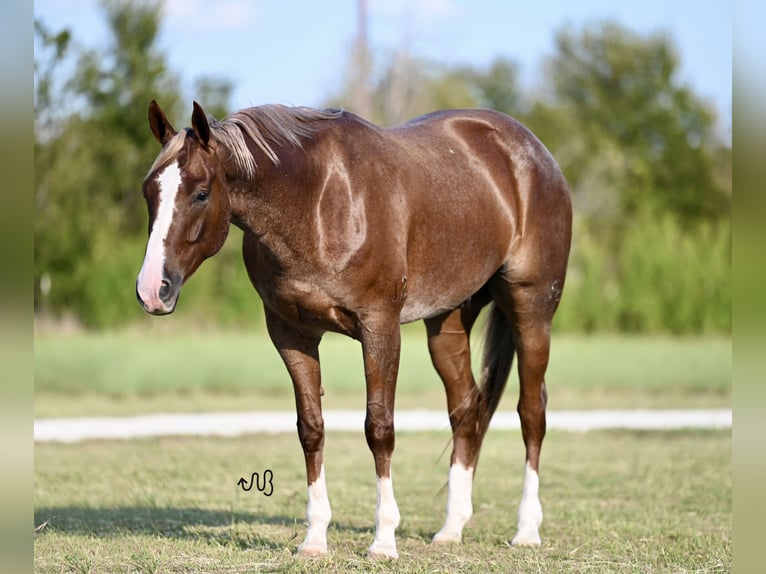 American Quarter Horse Gelding 5 years 15,1 hh Roan-Red in Cresson, TX