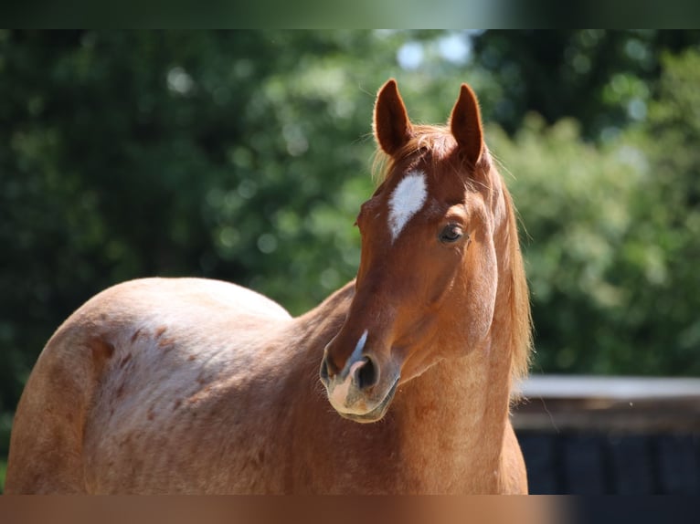 American Quarter Horse Gelding 5 years 15,1 hh Roan-Red in Stuhr