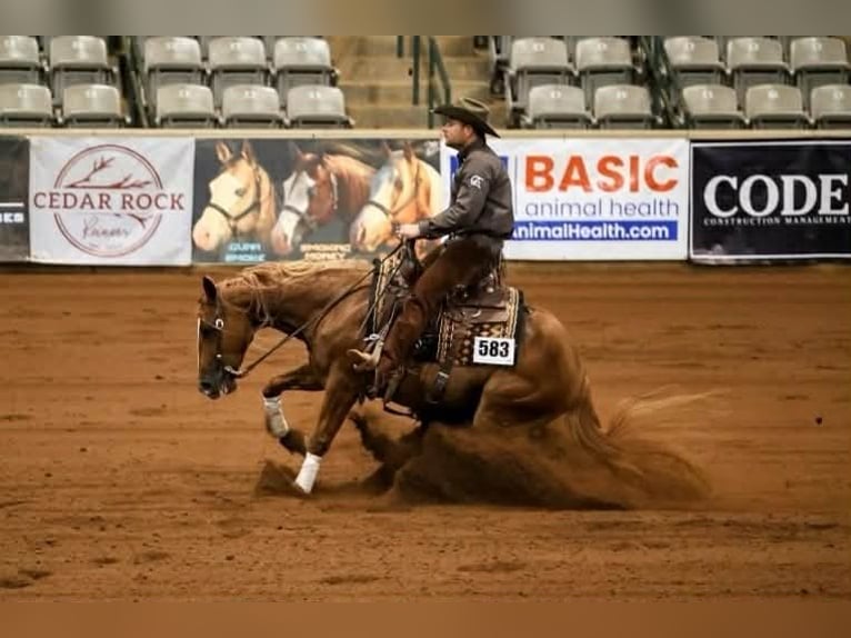 American Quarter Horse Gelding 5 years 15.1 hh Sorrel in River Falls