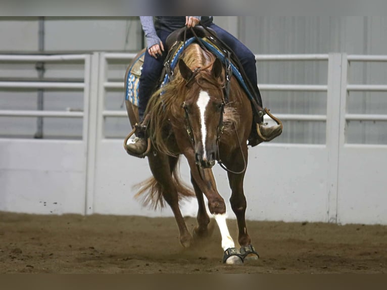 American Quarter Horse Gelding 5 years 15.1 hh Sorrel in River Falls