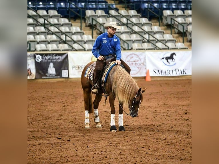 American Quarter Horse Gelding 5 years 15.1 hh Sorrel in River Falls