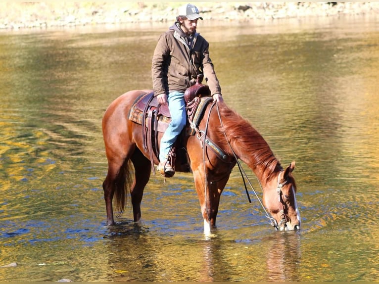 American Quarter Horse Gelding 5 years 15,1 hh Sorrel in Clarion