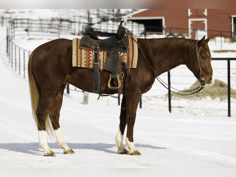 American Quarter Horse Gelding 5 years 15.1 hh Sorrel in Quitman