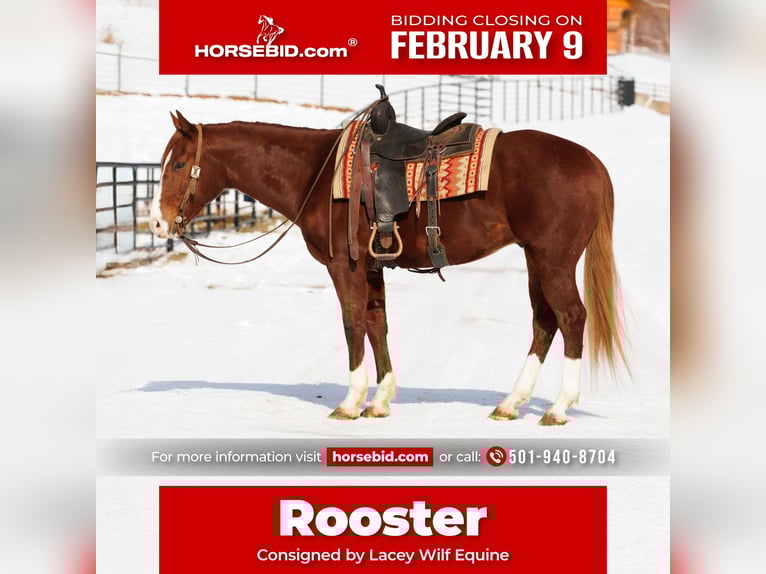 American Quarter Horse Gelding 5 years 15.1 hh Sorrel in Quitman