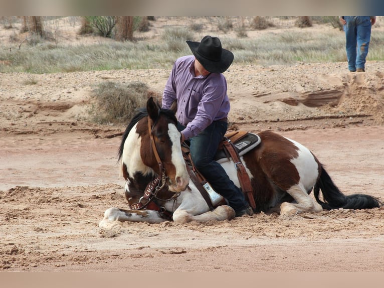 American Quarter Horse Gelding 5 years 15,1 hh Tobiano-all-colors in Vernon TX