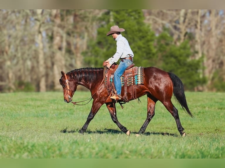 American Quarter Horse Gelding 5 years 15.2 hh Bay in Lyles