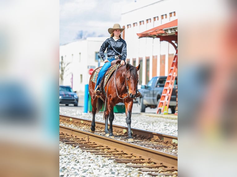 American Quarter Horse Gelding 5 years 15.2 hh Bay in Lyles