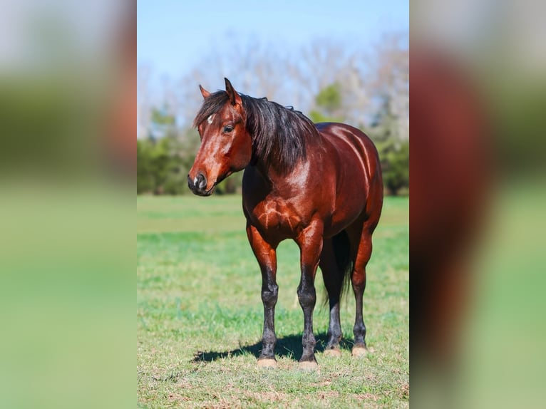 American Quarter Horse Gelding 5 years 15.2 hh Bay in Lyles