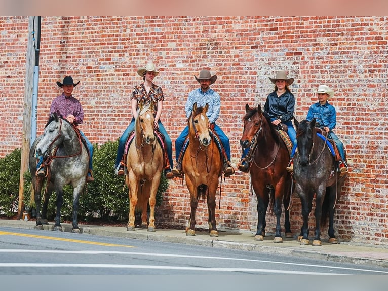 American Quarter Horse Gelding 5 years 15.2 hh Bay in Lyles