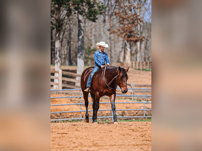 American Quarter Horse Gelding 5 years 15.2 hh Bay in Lyles