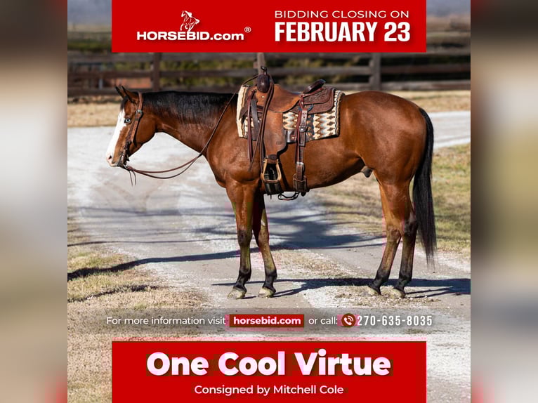 American Quarter Horse Gelding 5 years 15.2 hh Bay in Madisonville