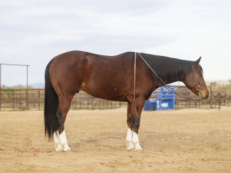 American Quarter Horse Gelding 5 years 15.2 hh Bay in Wickenburg