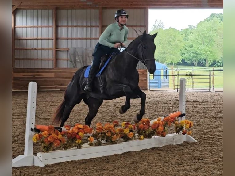 American Quarter Horse Gelding 5 years 15,2 hh Black in Robards KY