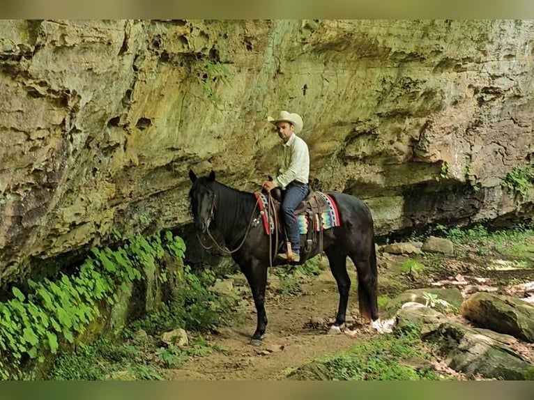 American Quarter Horse Gelding 5 years 15,2 hh Black in Robards KY