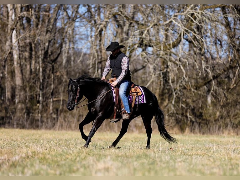American Quarter Horse Gelding 5 years 15,2 hh Black in Santa Fe TN