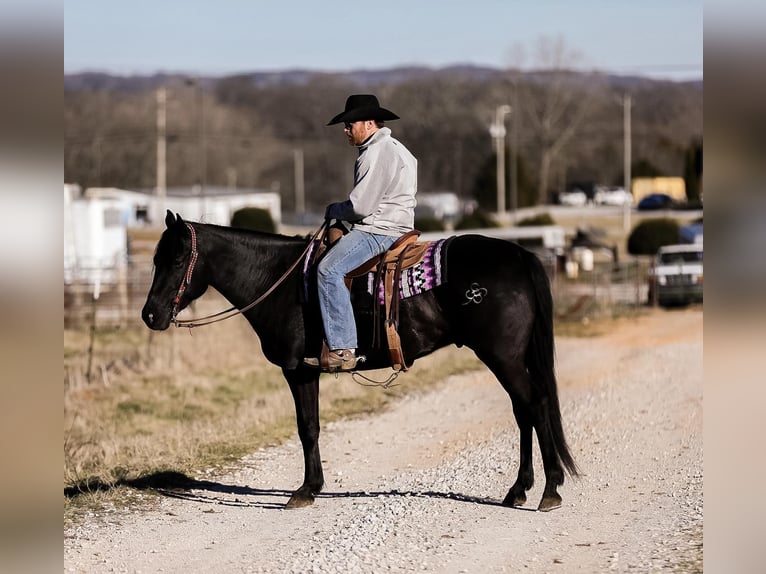 American Quarter Horse Gelding 5 years 15,2 hh Black in Santa Fe TN