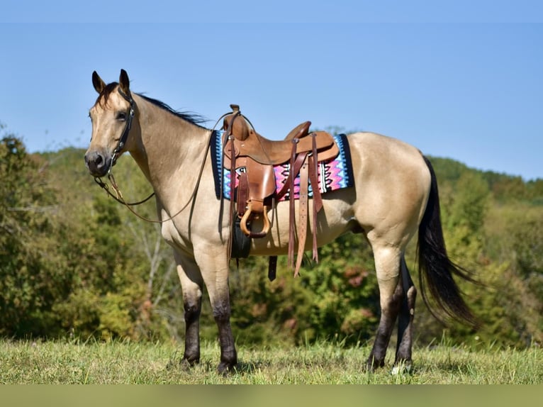 American Quarter Horse Gelding 5 years 15,2 hh Buckskin in Crab Orchard, KY
