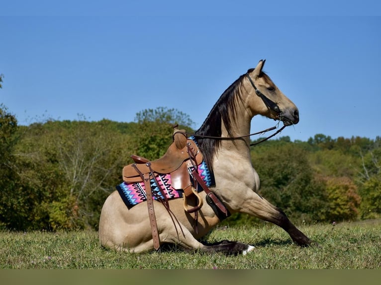 American Quarter Horse Gelding 5 years 15,2 hh Buckskin in Crab Orchard, KY