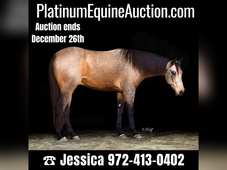 American Quarter Horse Gelding 5 years 15,2 hh Buckskin in Ravenna, TX